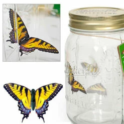Bocal à Papillon Magique -Cadeau boutique bocal a papillon magique mybutterfly 2