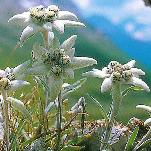 Edelweiss à Faire Pousser 3 Edelweiss à Faire Pousser