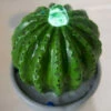 Fontaine D'intérieur Cactus ZEN 2 Fontaine D'intérieur Cactus ZEN -Cadeau boutique fontaine d interieur cactus zen