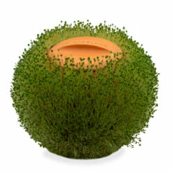 KIKKERLAND Jardinière En Terre Cuite Sphère Verte à Faire Pousser -Cadeau boutique jardiniere en terre cuite sphere verte a faire pousser 1