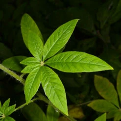 Kit à Faire Pousser Marijuana -Cadeau boutique kit a faire pousser marijuana 4