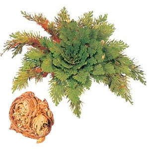 Plante Résurrection 4 Plante Résurrection – Image 2