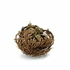 Plante Résurrection