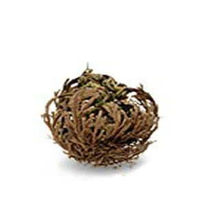 Plante Résurrection 3 Plante Résurrection