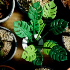 Set Apéro Tropical -Cadeau boutique set apero tropical 2